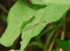 Paracercion v-nigrum