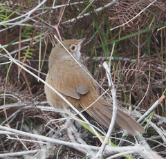 Dasyornis brachypterus