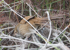 Dasyornis brachypterus