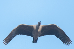 Theristicus caerulescens