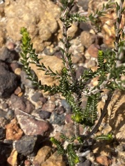 Lysinema