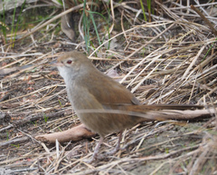 Dasyornis brachypterus