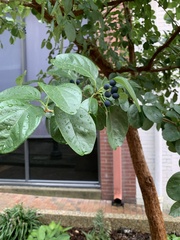 Magnoliopsida