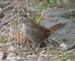 Dasyornis brachypterus