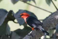 Amblyramphus holosericeus