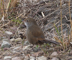 Dasyornis brachypterus