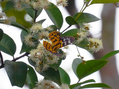 Dysphania subrepleta