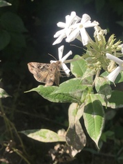 Autographa gamma