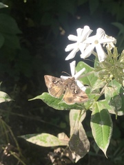Autographa gamma