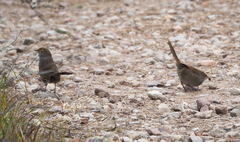 Dasyornis brachypterus