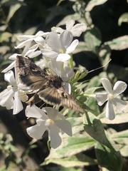 Autographa gamma