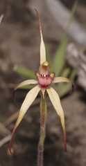 Caladenia caudata