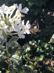 Autographa gamma