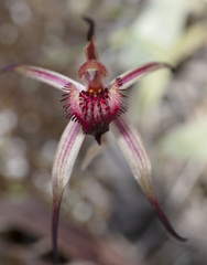 Caladenia caudata