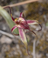 Caladenia caudata