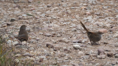 Dasyornis brachypterus