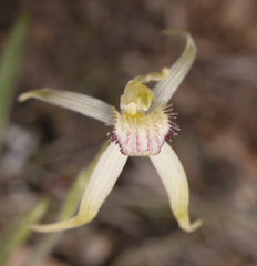 Caladenia caudata