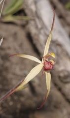 Caladenia caudata