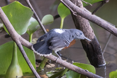 Hypocnemoides maculicauda