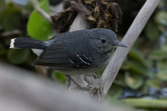 Hypocnemoides maculicauda