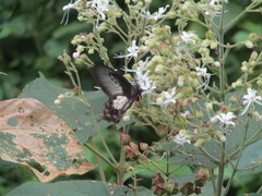 Pachliopta pandiyana