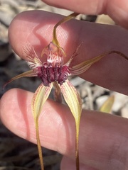 Caladenia heberleana