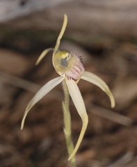 Caladenia caudata