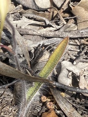 Caladenia heberleana