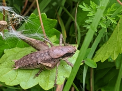 Atlanticus testaceus
