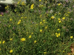 Diplotaxis tenuifolia