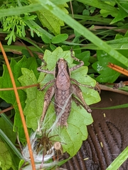 Atlanticus testaceus