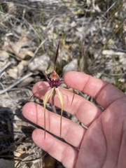 Caladenia heberleana