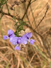 Psoralea glabra