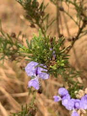 Psoralea glabra