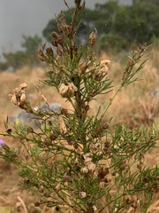 Psoralea glabra