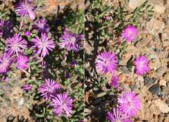 Lampranthus coralliflorus