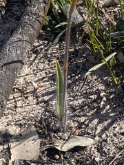 Caladenia heberleana