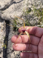 Caladenia heberleana