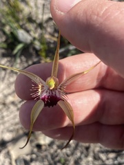 Caladenia heberleana