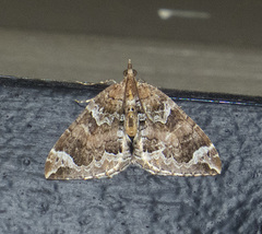 Eulithis xylina