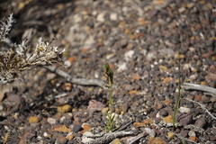 Pterostylis barbata
