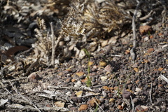 Pterostylis barbata