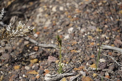 Pterostylis barbata
