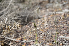 Pterostylis barbata