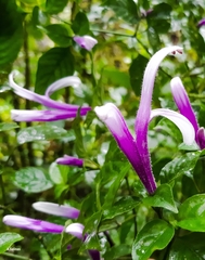 Poikilacanthus macranthus