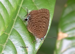 Arhopala athada