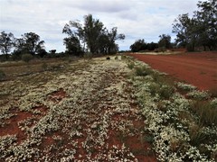 Rhodanthe anthemoides