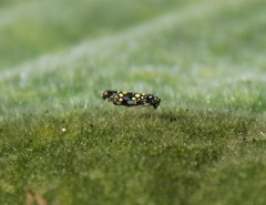 Trypanalebra maculata