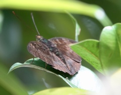 Euthalia monina monina