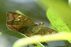 Euthalia monina monina